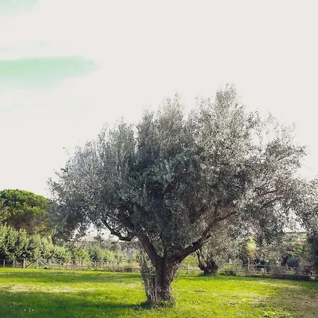 Montestallone